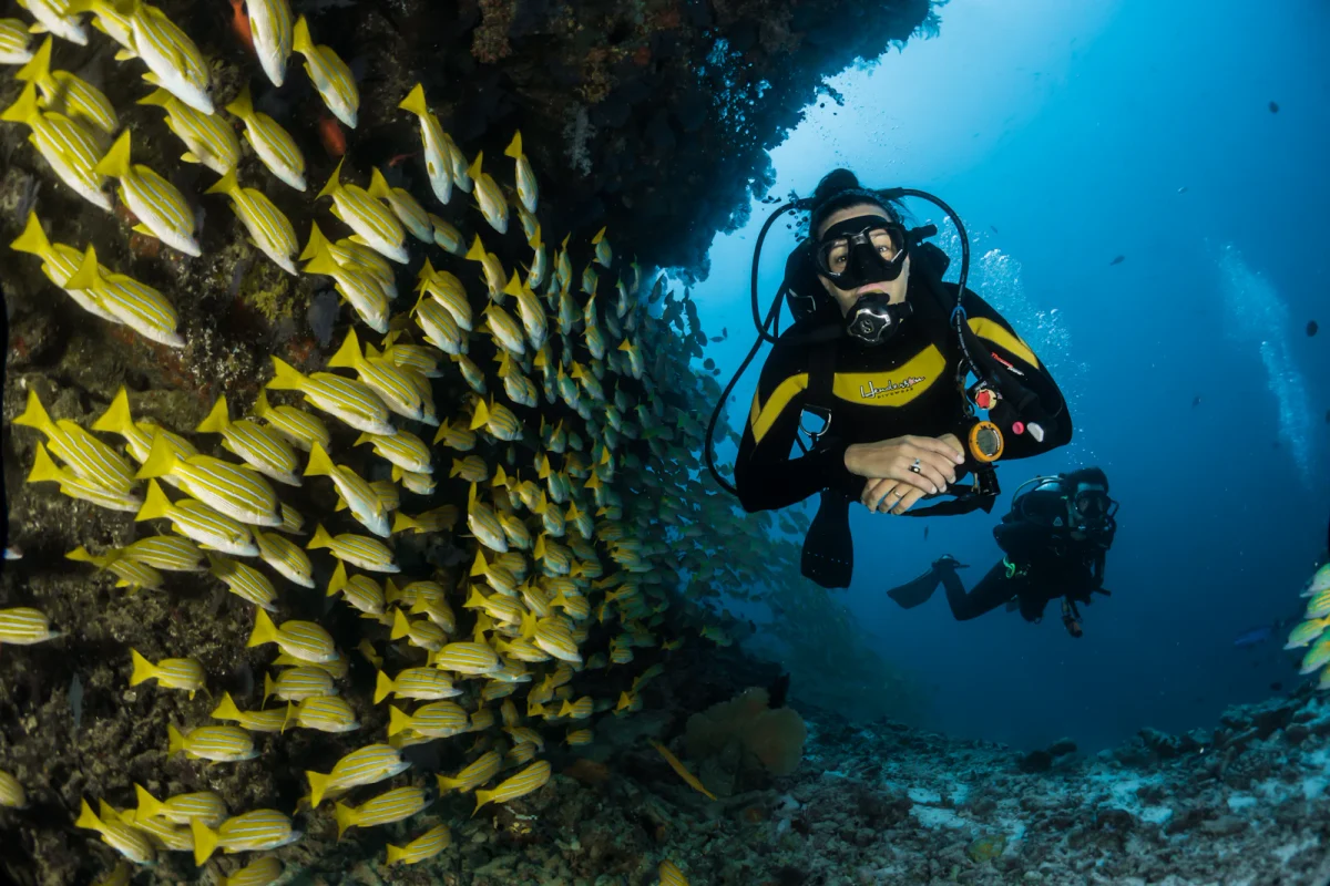 Snorkelling & Manta Ray Safaris