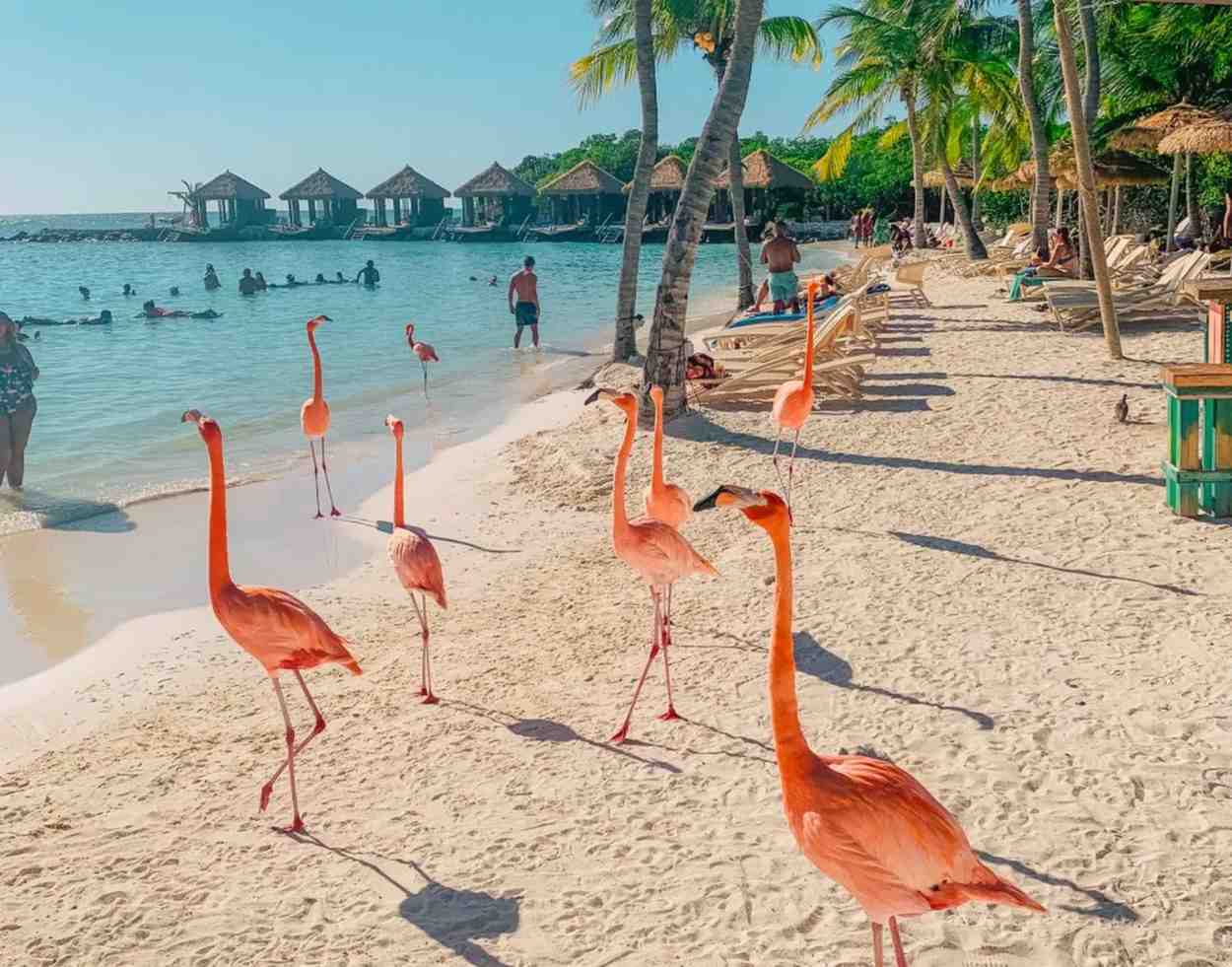 Flamingo Beach & Arabian Coast
