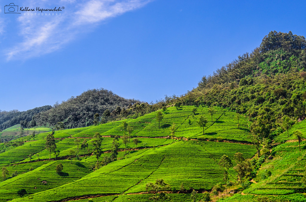 Nuwara Eliya & Ceylon Tea Estates
